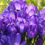 ei-vain-tulppaanit-nama-seitseman-sipulikukkaa-kannattaa-istuttaa-lokakuussa.webp.webp